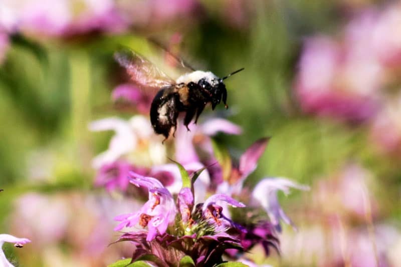 ¿Las Abejas Carpinteras Polinizan? (Explicado) ¿las Abejas Carpinteras Polinizan? (explicado)