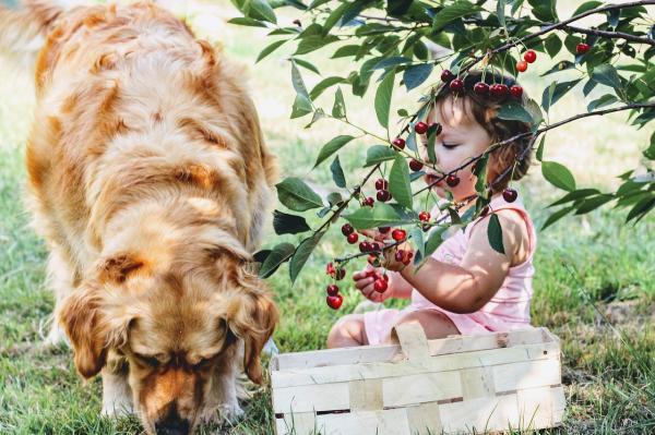¿Las Cerezas Son Malas Para Los Perros? ¿las Cerezas Son Malas Para Los Perros?