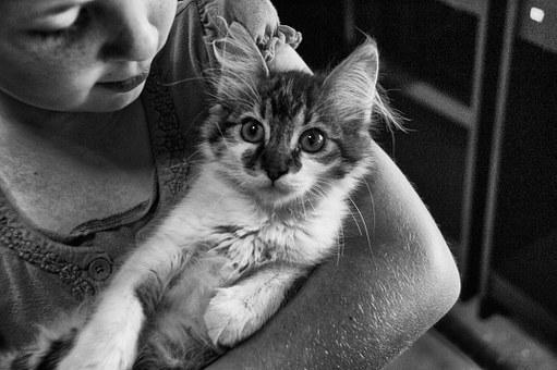 ¿Los Gatos Pasan Por La Menopausia? ¿los Gatos Pasan Por La Menopausia?