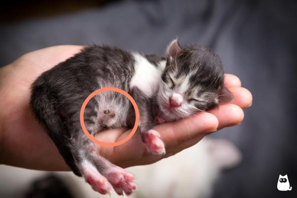 ¿Los Gatos Tienen Ombligo? ¿los Gatos Tienen Ombligo?