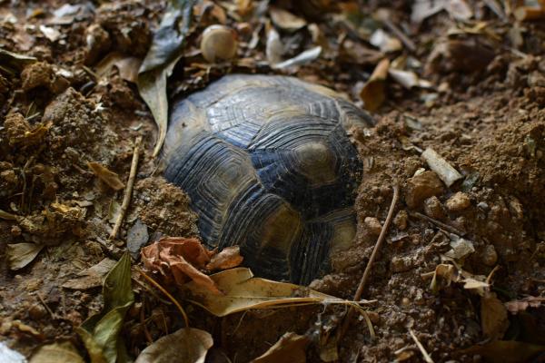¿Mi Tortuga Está Hibernando O Muerta? ¿mi Tortuga Está Hibernando O Muerta?