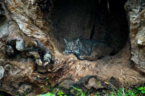 ¿Por Qué El Lince Ibérico Está en Peligro De Extinción? ¿por Qué El Lince Ibérico Está en Peligro De Extinción?