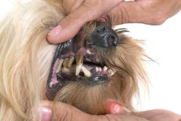 ¿Por Qué Mi Perro Huele a Pescado? ¿por Qué Mi Perro Huele a Pescado?