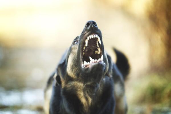 ¿Por Qué Mi Perro Se Muestra Repentinamente Agresivo Conmigo? ¿por Qué Mi Perro Se Muestra Repentinamente Agresivo Conmigo?