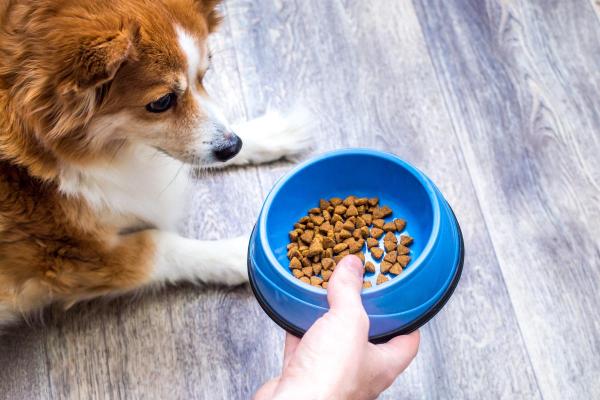 ¿Por Qué Mi Perro Sólo Come De Mis Manos? ¿por Qué Mi Perro Sólo Come De Mis Manos?