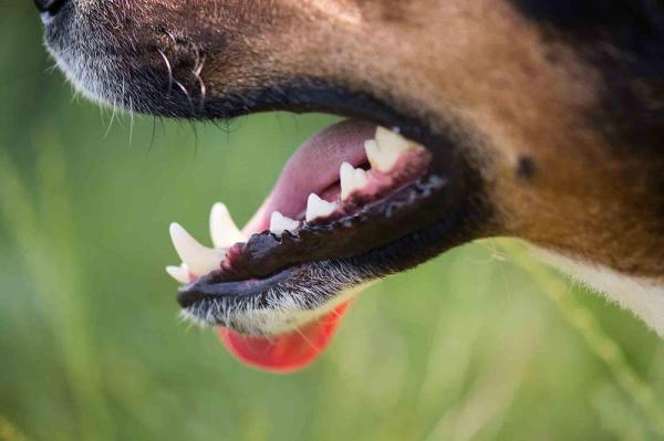 ¿Puede Un Perro Ser Vegetariano O Vegano? ¿puede Un Perro Ser Vegetariano O Vegano?
