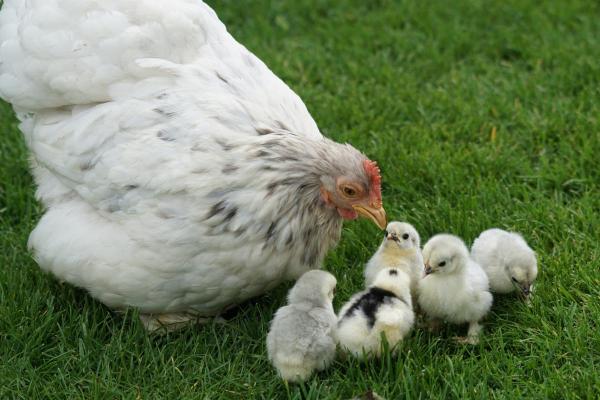 ¿Pueden Las Gallinas Poner Huevos Sin Gallo? ¿pueden Las Gallinas Poner Huevos Sin Gallo?