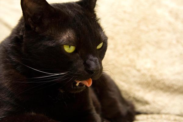 ¿Pueden Los Gatos Comer Aguacate? ¿pueden Los Gatos Comer Aguacate?