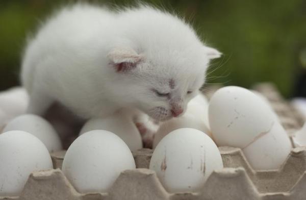 ¿Pueden Los Gatos Comer Huevos Crudos? - Alimento Nocivo Para Gatos ¿pueden Los Gatos Comer Huevos Crudos? Alimento Nocivo Para