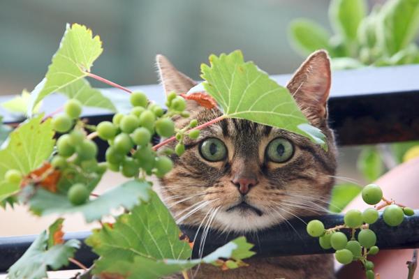 ¿Pueden Los Gatos Comer Uvas Y Pasas? ¿pueden Los Gatos Comer Uvas Y Pasas?