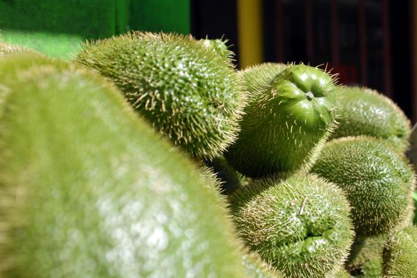 ¿Pueden Los Perros Comer Chayote? ¿pueden Los Perros Comer Chayote?