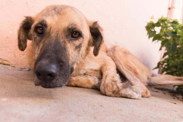 ¿Pueden Los Perros Comer Puerro? ¿pueden Los Perros Comer Puerro?