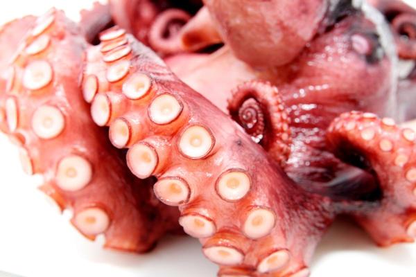 ¿Pueden Los Perros Comer Pulpo? ¿pueden Los Perros Comer Pulpo?
