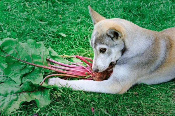 ¿Pueden Los Perros Comer Remolacha? ¿pueden Los Perros Comer Remolacha?