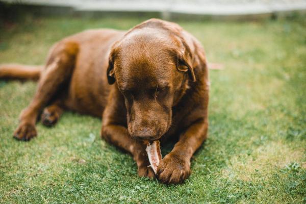¿pueden Los Perros Digerir Los Huesos? Huesos en El