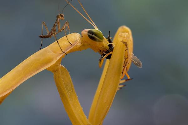 ¿Qué Comen Las Mantis Religiosas? ¿qué Comen Las Mantis Religiosas?