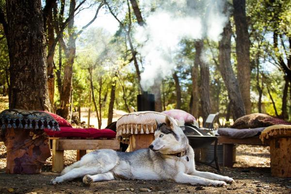 ¿qué Es Un Perro Con Pedigrí?