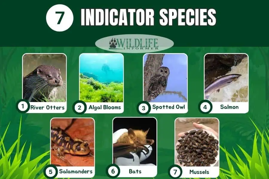 Especies indicadoras de collage de fotos.