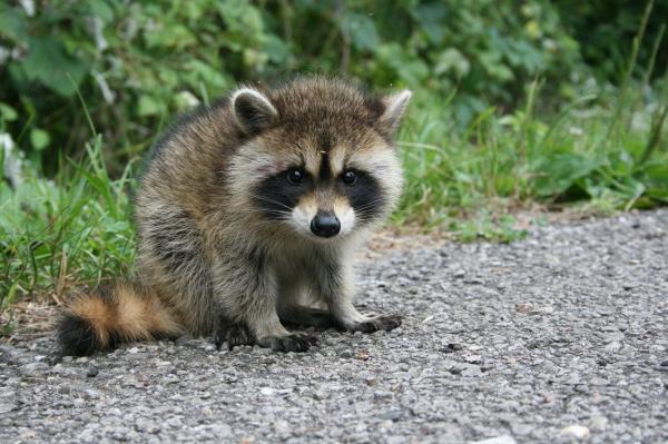 ¿qué Les Gusta Comer a Los Mapaches?