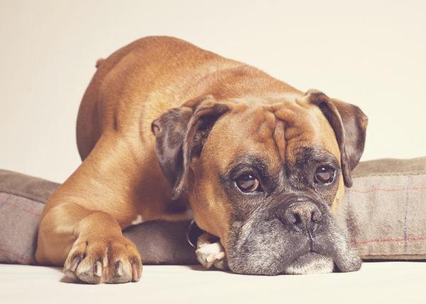 ¿Son Peligrosos Los Perros Bóxer? ¿son Peligrosos Los Perros Bóxer?