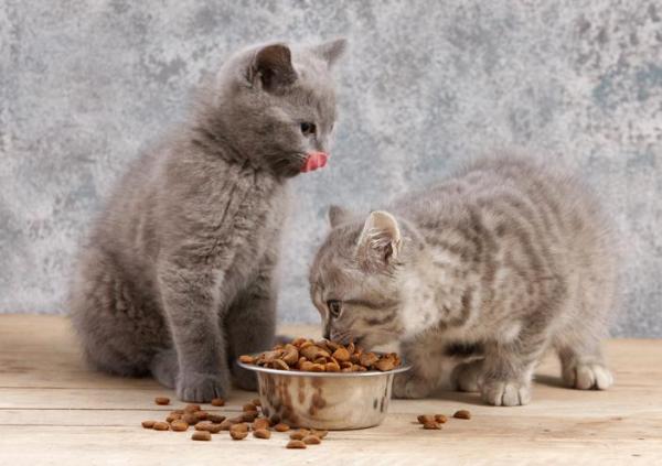 ¿Son Seguros Los Probióticos Para Gatos? ¿son Seguros Los Probióticos Para Gatos?