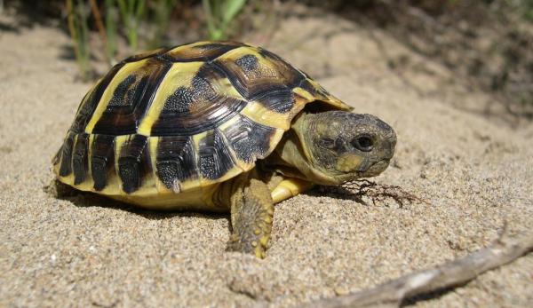 ¿Todas Las Tortugas Hibernan? ¿todas Las Tortugas Hibernan?