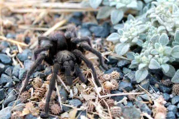 Tarántula de cuerpo humano de California