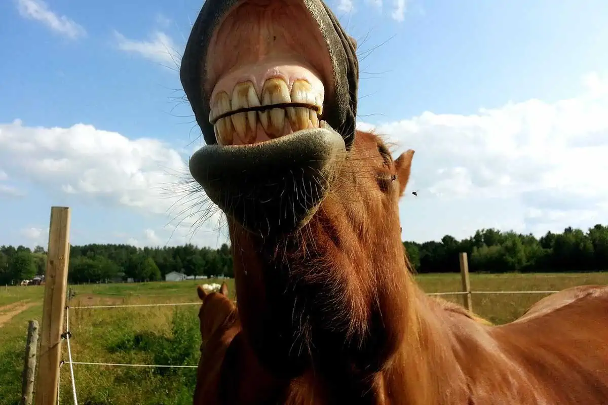 dientes de caballo