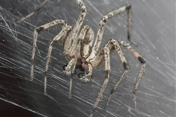 Araña de hierba del desierto en su web