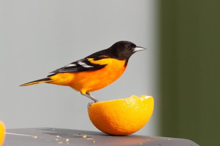 11 Animales Que Son Rojos (imágenes) | 2026