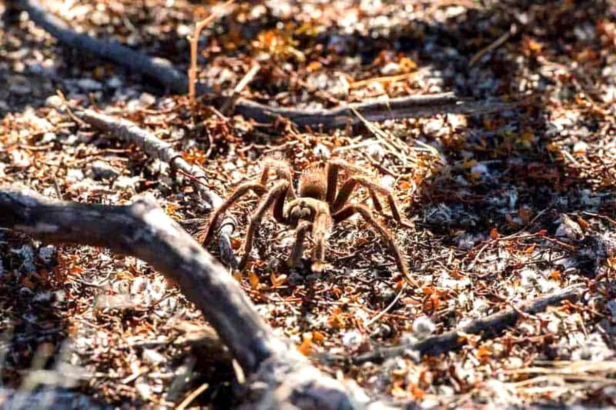 16 Tipos De Tarántulas en Arizona (imágenes)