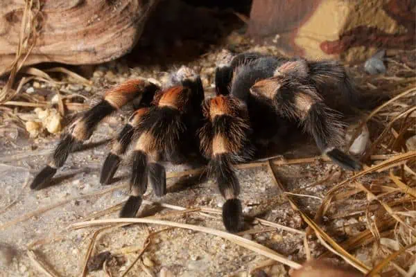 Tarántula mexicana de rodillas rojas