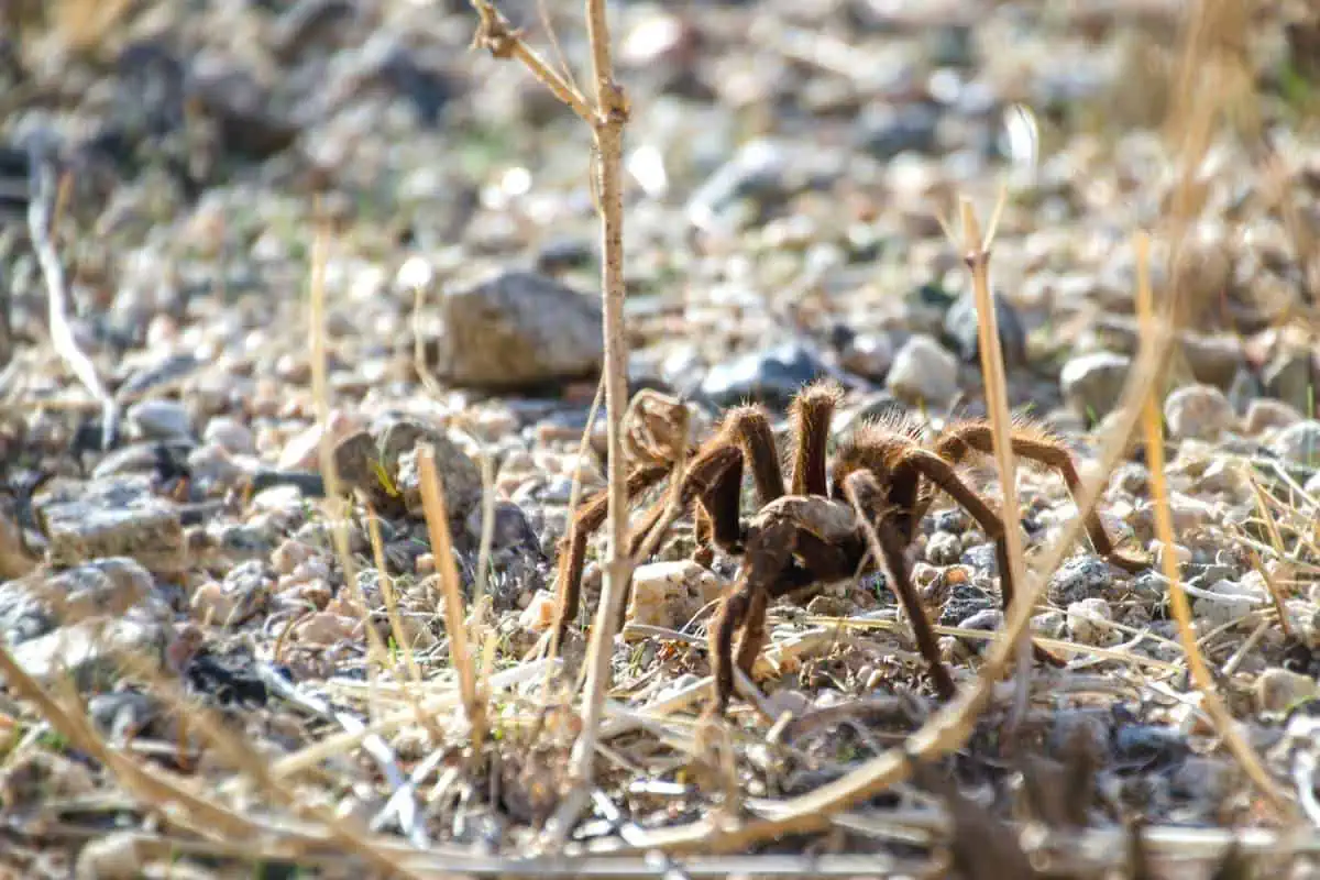 Tarántula del desierto sobre superficie rocosa