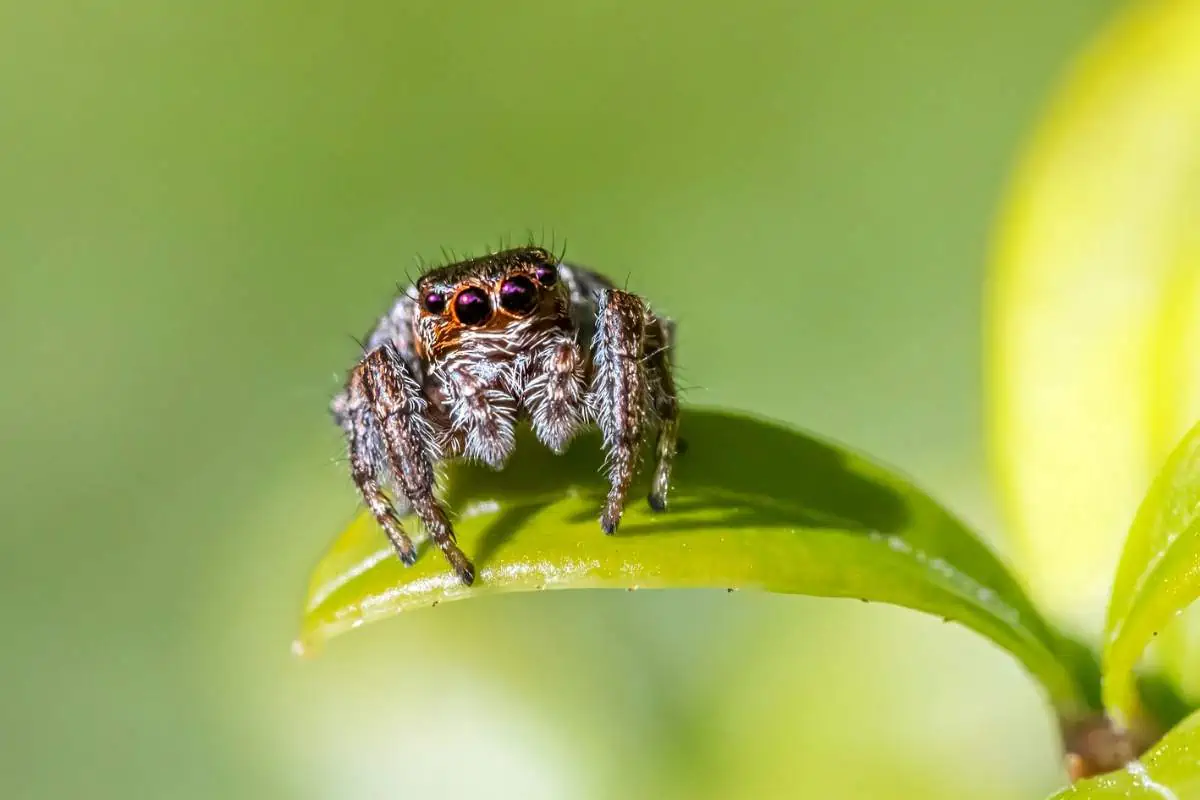 Araña saltadora de cebra sobre hoja verde