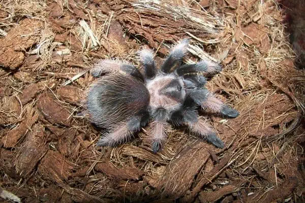 Una tarántula pata sangrienta mexicana