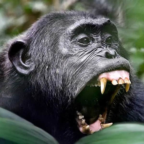 Dientes de chimpancé