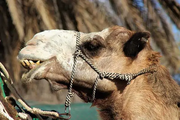 dientes de camello