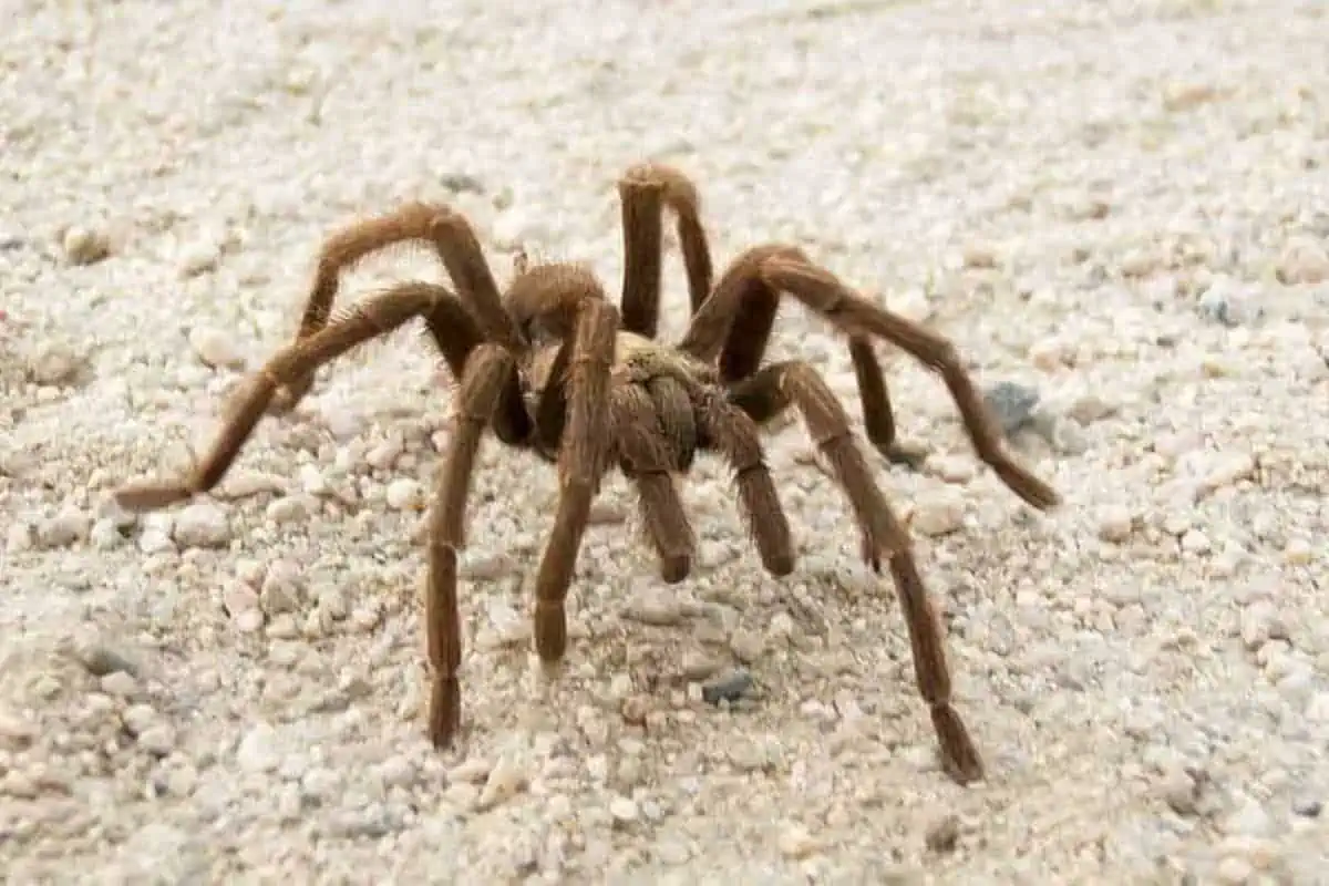 tarántula del desierto