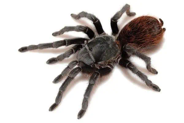 Aphonopelma peloncillo