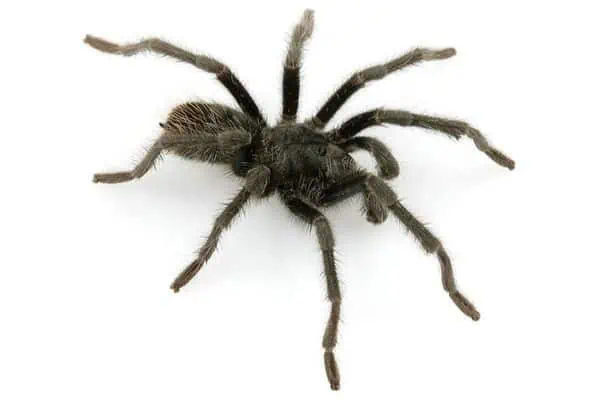 Aphonopelma parvum