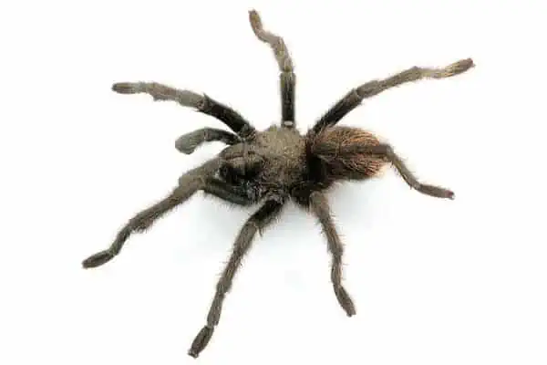 Aphonopelma chiricahua