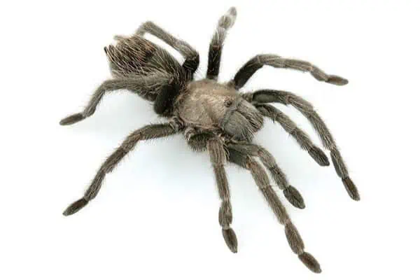 Aphonopelma prenticei