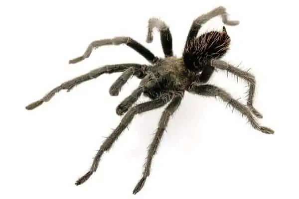 Aphonopelma sguaro