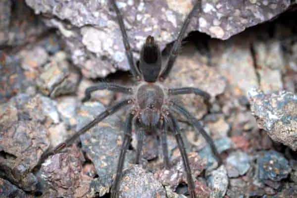 Aphonopelma xwalxwal sobre rocas