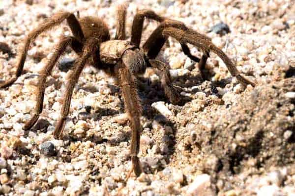 Tarántula enana de Mojave