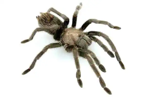 Aphonopelma prenticei en superficie blanca