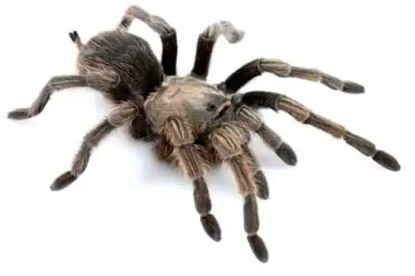 Tarántula hembra de Johnny Cash