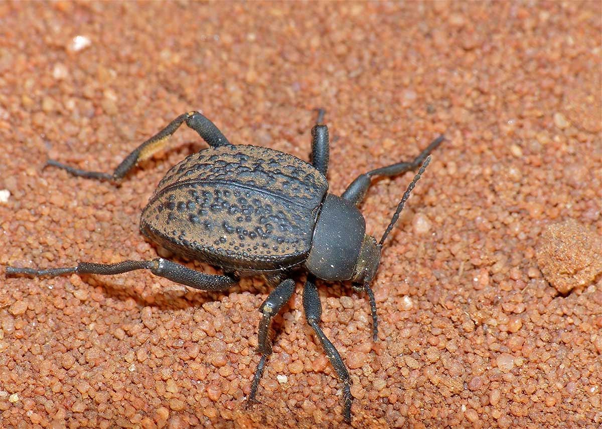 Escarabajo oscuro