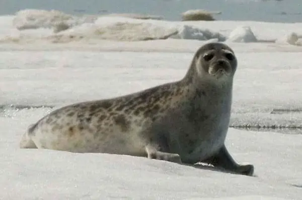 foca anillada
