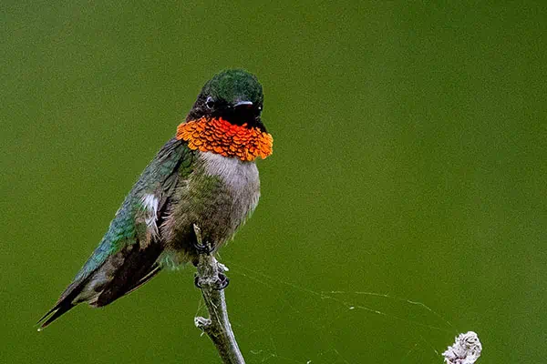 colibrí garganta de rubí
